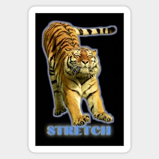 Large tiger doing a stretch exercise - blue text 1 Magnet